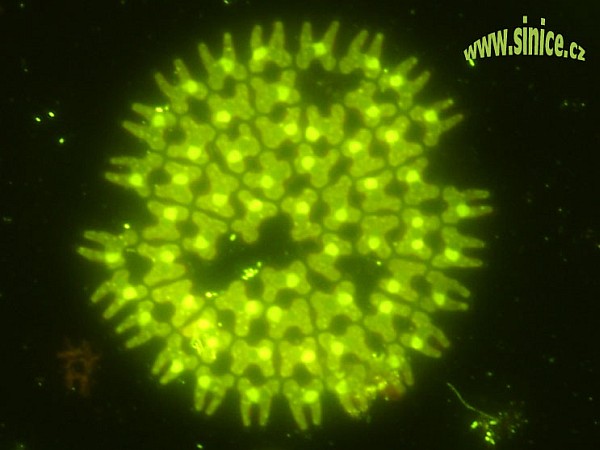 Pediastrum - SYBR Green staining